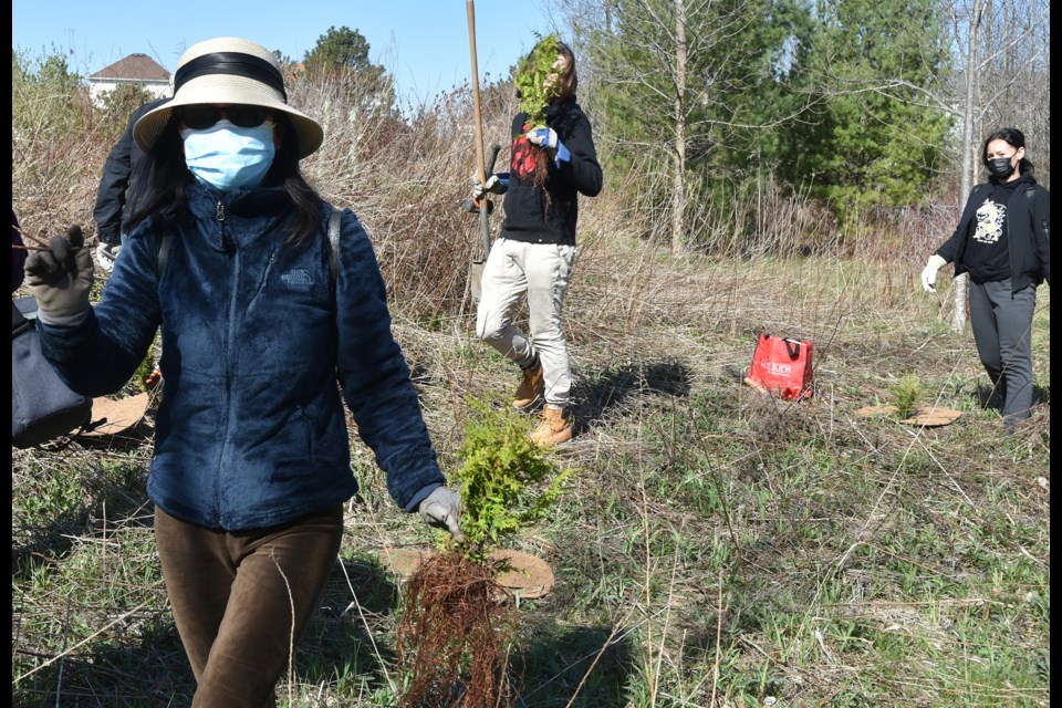 News and Events image Volunteers return, to plant trees in Innisfil this spring 